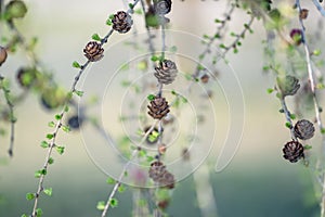 Blooming Larch Tree Branches, Abstract Blurry Background