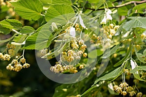 Blooming large-leaved linden (Tilia). Flowers of a blossoming linden tree on a blurred background.