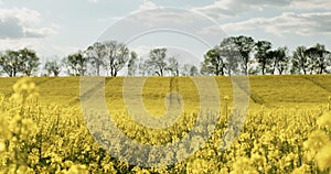 Blooming large yellow rapeseed field. Canola flowers bloom