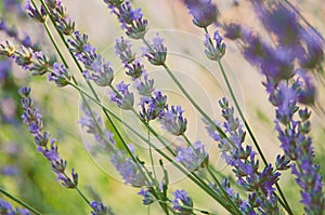 Blooming lavender