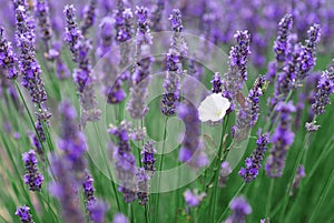 Blooming lavender