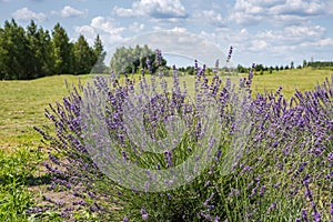 Blooming lavender bush in sunny day on a blurred background