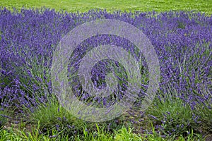 Blooming lavender bushes on a field in overcast day