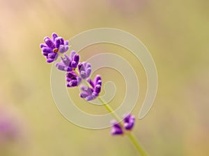 Blooming lavender detail