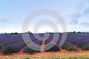 Blooming Lavender field