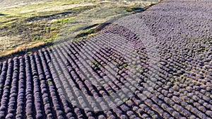 Blooming Lavender Field Aereal Drone View