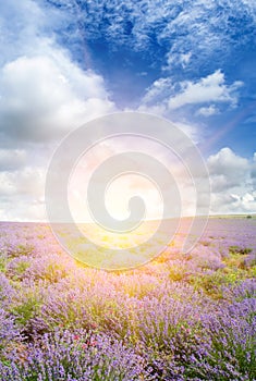 A blooming lavender field and a bright sunrise. Vertical photo