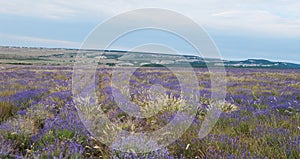 Blooming lavender field , Crimea