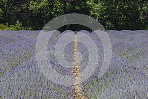 Blooming lavender field in France