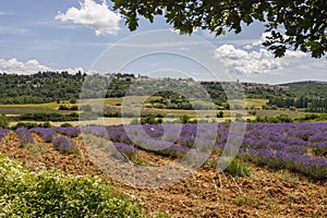 Blooming lavender field in France