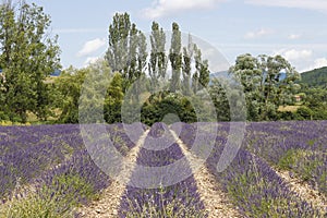Blooming lavender field in France