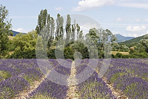 Blooming lavender field in France