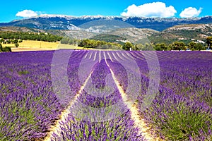 Blooming lavender field. France, Provence