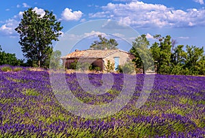 Blooming lavender field in Provence, France