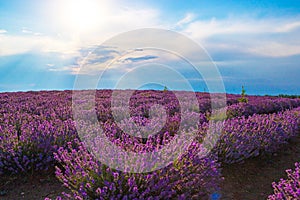 Blooming lavender field sun shining through clouds