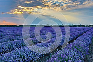 Blooming lavender field sun shining through clouds