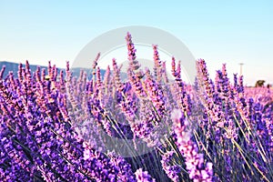 Morning sun rays over blooming lavender field