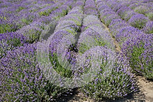 Blooming lavender on a field in sunny day