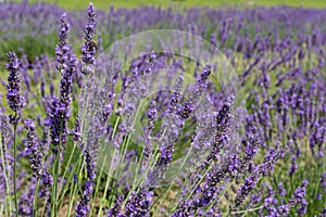 Blooming lavender on a field in sunny day, selective focus