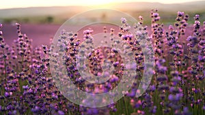 Blooming lavender field sunset. Beautiful purple flowers. Regional organic cultivation.