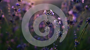 Blooming lavender field sunset. Selective focus. Lavender flower spring background with beautiful purple colors and