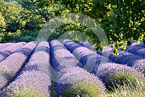 Blooming lavender field , surrounded by leaves