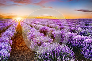 Blooming lavender field under the red colors of the summer sunse