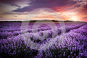 Blooming lavender field under the red colors of the summer sunset