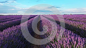 Blooming lavender fields with blue lavender flowers in summer day. Aerial view from a drone.