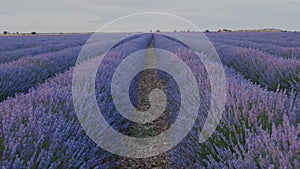 Blooming lavender fields with blue lavender flowers in summer Spain.