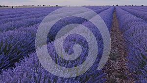 Blooming lavender fields with blue lavender flowers in summer Spain.