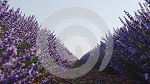 Blooming lavender fields with blue lavender flowers in summer Spain.