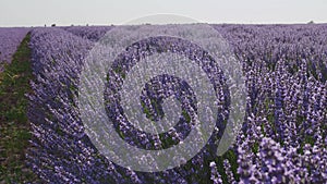 Blooming lavender fields with blue lavender flowers in summer Spain.