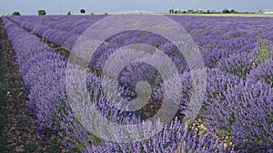 Blooming lavender fields with blue lavender flowers in summer Spain.