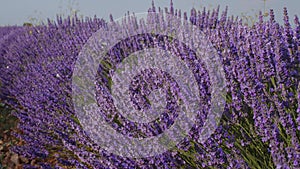 Blooming lavender fields with blue lavender flowers in summer Spain.