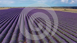 Blooming lavender fields with blue lavender flowers in summer Spain.