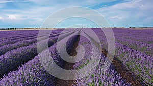 Blooming lavender fields with blue lavender flowers in summer Spain.