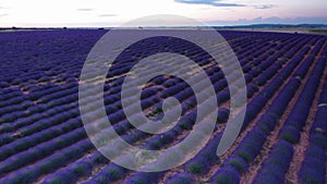 Blooming lavender fields with blue lavender flowers in summer Spain.