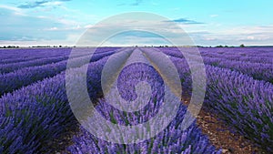 Blooming lavender fields with blue lavender flowers in summer Spain.