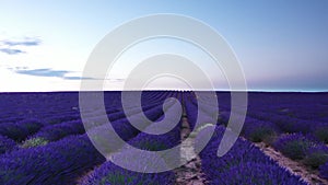 Blooming lavender fields with blue lavender flowers in summer Spain.