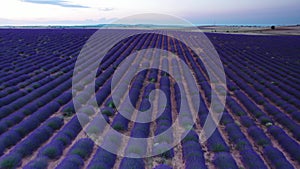 Blooming lavender fields with blue lavender flowers in summer Spain.