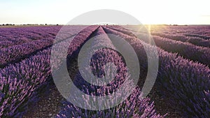 Blooming lavender fields with blue lavender flowers in summer Spain In the sunset.