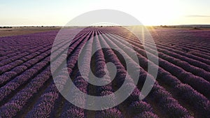 Blooming lavender fields with blue in sunset time in summer Spain.