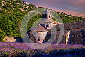 Lavender fields in Senanque monastery, Provence, France photo