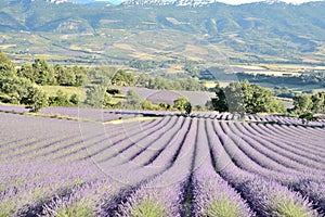 Blooming lavender fields , with mountains in the background