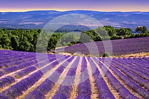 Blooming lavender fields in Provence, France