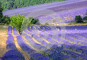 Blooming lavender fields in Provence, France