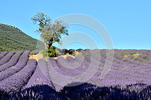 Blooming lavender fields , with a tree on the left,