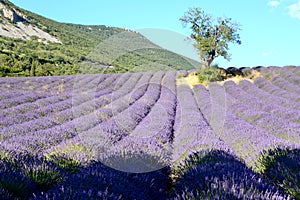 Blooming lavender fields , with a tree on the right