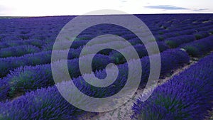 Blooming lavender fields in twilight just after sunset. Summertime Spain.